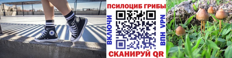 OMG вход  Электрогорск  Галлюциногенные грибы Cubensis  сколько стоит 